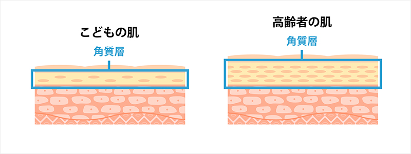 こどもと高齢者の肌の角質層の比較