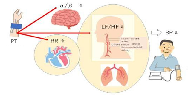 図5. PTによるリラックス効果とBP抑制の簡易図