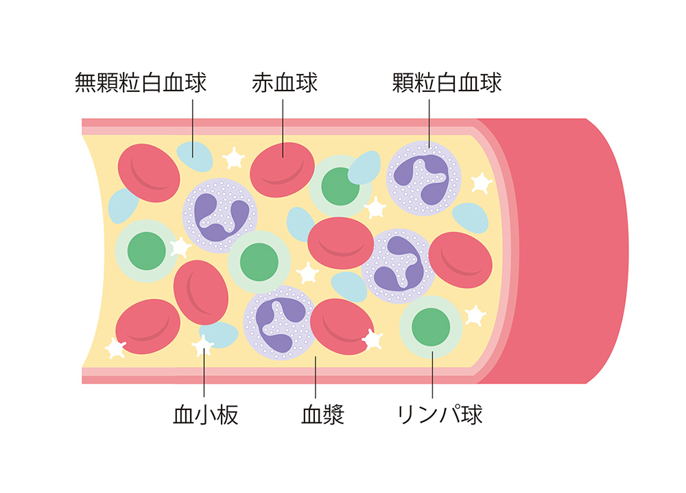 血管内の様子